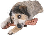 dog with a bone