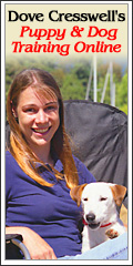 miniature pinscher dogs training system