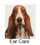 Dog Ear Care dog with long ears