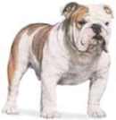 english bull dogs