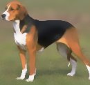 English Foxhound english foxhound