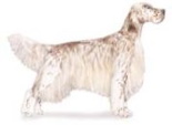 english setter dog