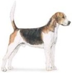 english foxhound dog