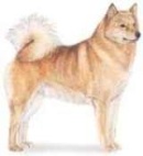 Finnish Spitz dog