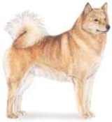 finnish spitz dog