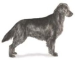 flat coated retriever