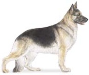 german shepherd herding dog