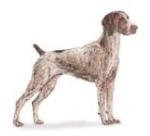 german short-haired pointer