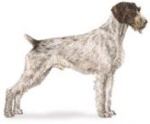 german wire-haired pointer