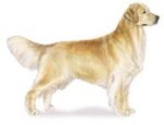 golden retriever dog breed