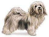 Havanese dog