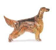 Irish Setter Dogs