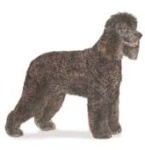 irish water spaniel