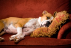 Boxer Dog Asleep On Couch boxer dog asleep on couch