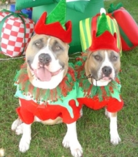 american staffordshire terriers