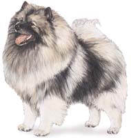 keeshond dogs