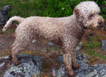 lagotto romagnolo truffle dog