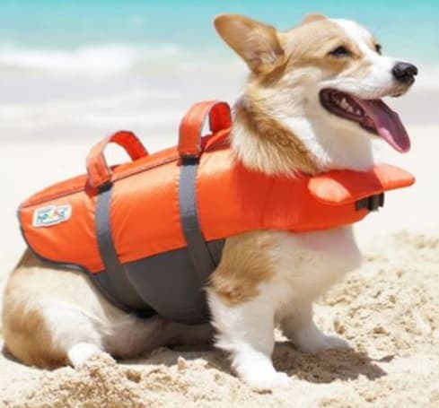 dog life vest