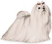 Maltese dog