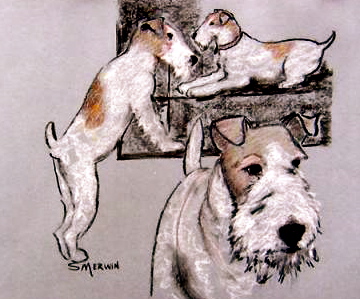 wire fox terries artwork wire fox terries artwork