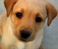 picture of puppy
