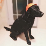 Black Dog Wearing Motorcycle Helmet motorcycle helmet for dog