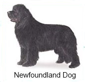 Newfoundland dog