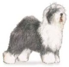 Old English Sheepdog