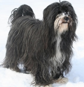 PON - polish sheepdog