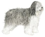 polish sheepdog aka PON