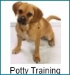 potty training a dog or puppy potty training