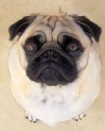 pug facts - pug dog picture