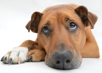 Sad Dog sad dog image