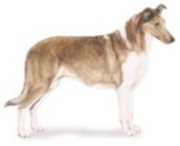 smooth coated collie dog