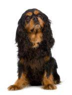 english toy spaniel puppy
