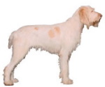 spinone italiano