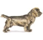 sussex spaniel image