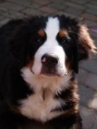 bernese mountain dog