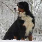 Bernese Mountain Dog