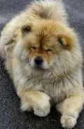 chow chow dog