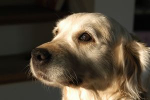 77+ Golden Retriever Ear Infection Symptoms