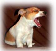 puppy biting