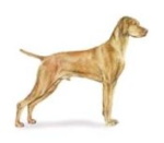 vizla hunting dog