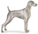 weimaraner dog