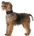 Welsh Terrier Dog Breed welsh terrier