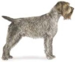 wirehaired pointing griffon