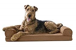 airedale terrier on couch