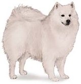 american eskimo dogs