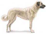 anatolian shepherd dogs