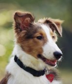 shetland sheepdog